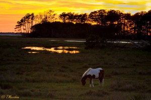 Chincoteague Sunset