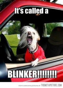 Use-your-blinker-dog