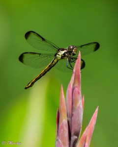 Dragon Fly