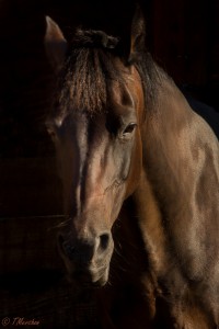 Morgan Portrait