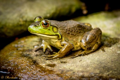 American Bull Frog