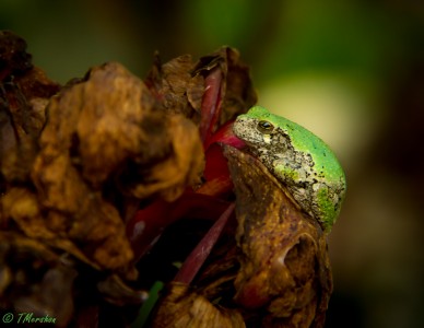 Barking Tree Frog