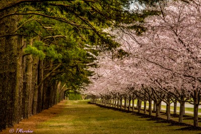 Red Wing Park with Blooming Cherries