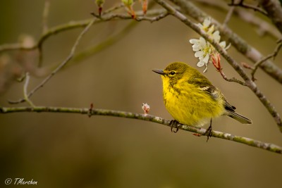 Pine Warbler