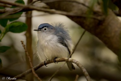 Blue-Gray Gnatcatcher