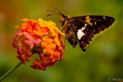 Moth or Butterfly?