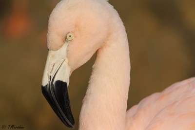 Lesser Flamingo