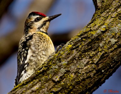 Female Yellow Bellied Sapsucker