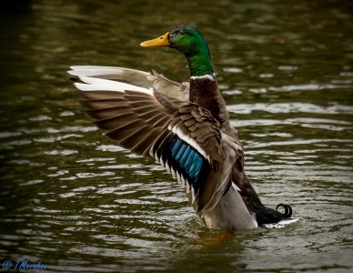 Frolicking on the Lafayette River