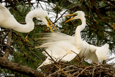 Tussle in the Rookery