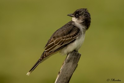 Eastern Kingbird