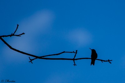 Hummer Silhouette