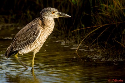 Juvenile Yellow Crowned Night Heron