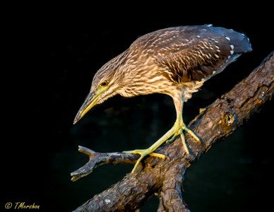 Juvenile Black Crowned Night Heron