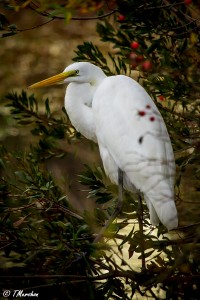 Christmas Egret