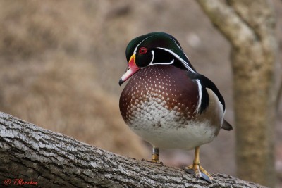 Male Wood Duck