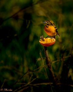 Female Baltimore Oriole