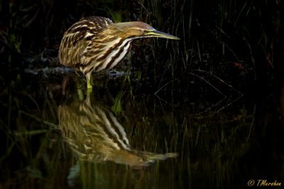 American Bittern