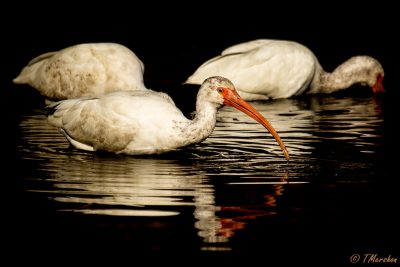 White Ibis