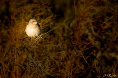 Northern Mockingbird