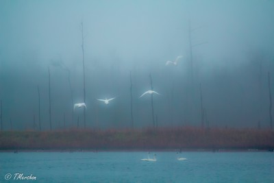 Tundra Swans Take Flight on a Foggy Winter Day