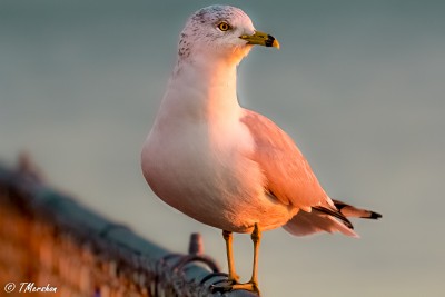 Ring-Billed Gull in Morning Light