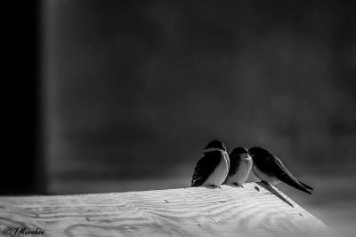 Swallows in B & W