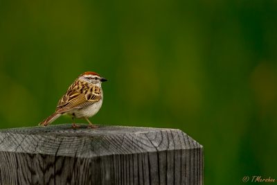 Chipping Sparrow