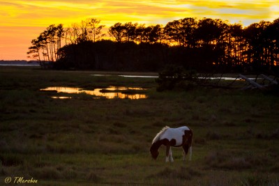 Sunset at Chincoteague NWR