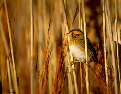 Nelson's Sparrow