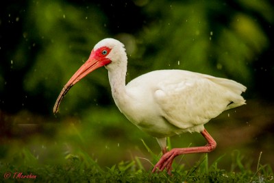 White Ibis