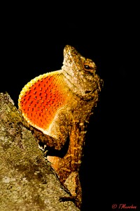 Brown Anole Displaying Dewlap