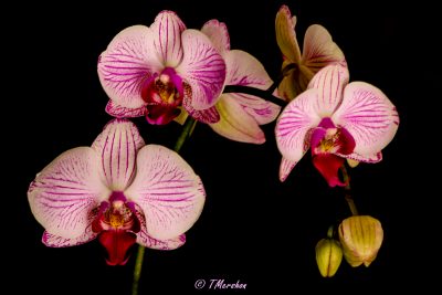 Orchids