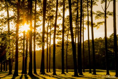 Backlit Stand of Trees