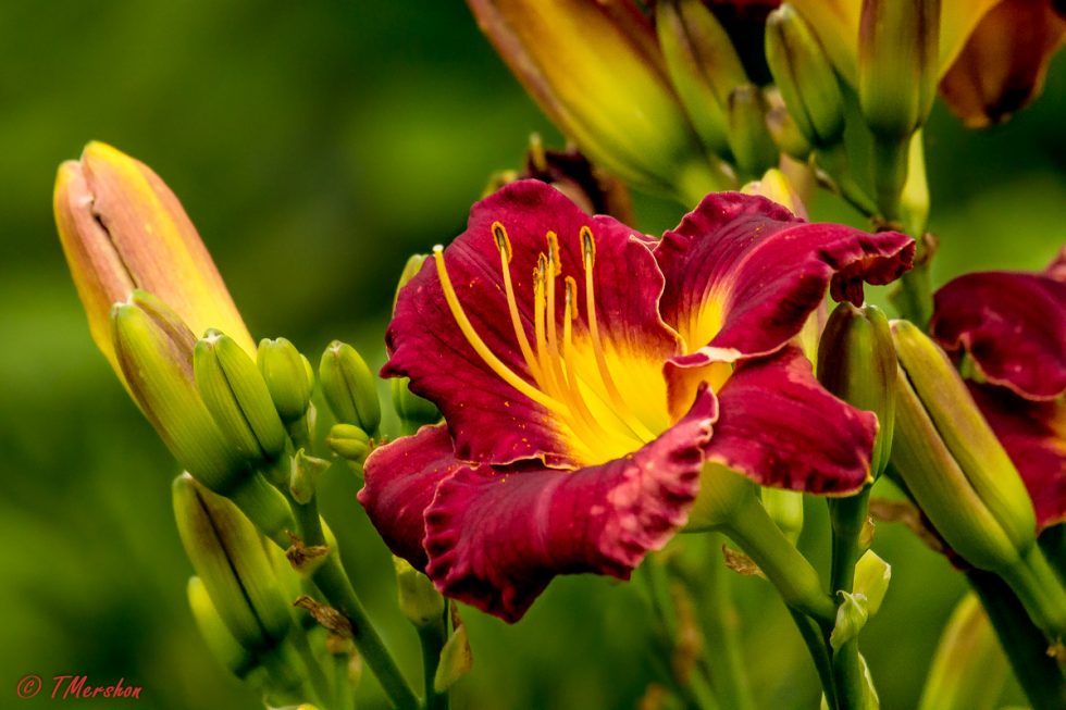 Day Lilies