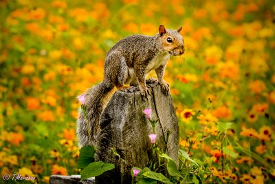 Squirrel Among the Wildflowers