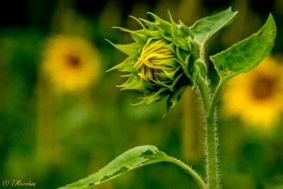 Budding Sunflower