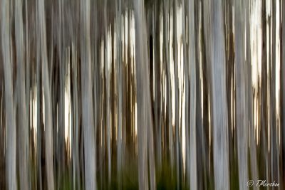 Abstract of Trees