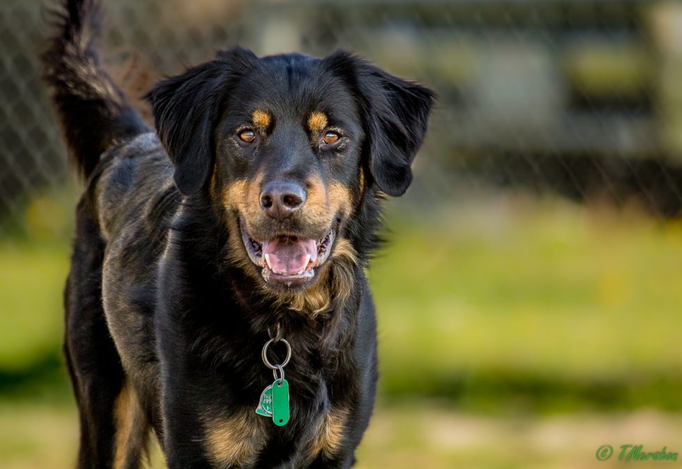 Black & Brown Dog